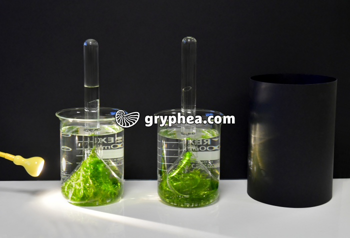 Photosynthèse et production O2 - expérience avec lumière et obscurité - gryphea.org